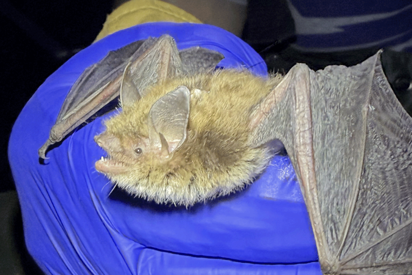 A little brown bat captured in eastern Nebraska is one big discovery for researchers.