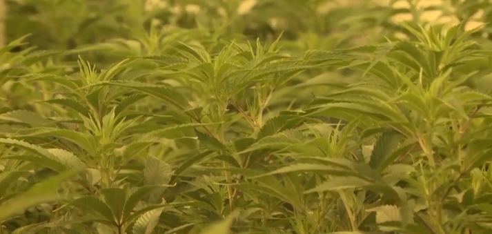 Redmond to accept applications for final retail marijuana dispensary
