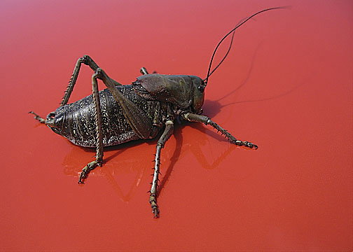 Mormon Crickets invade Fremont County