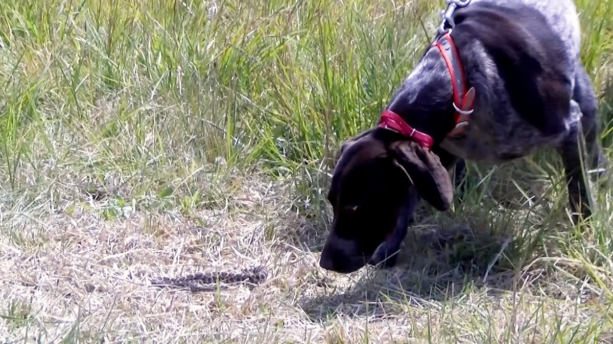 Rattlesnake Aversion Training for dogs returns to Central Oregon for another successful season