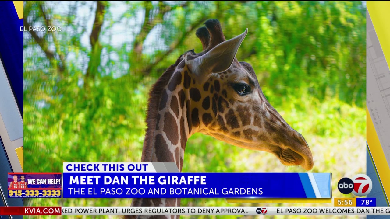 El Paso zoo welcomes Dan the giraffe