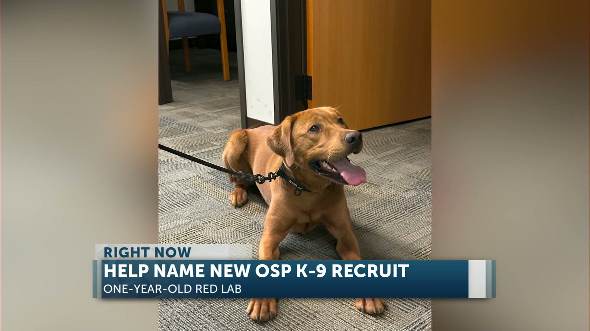 Help name Oregon State Police’s new K-9 trooper