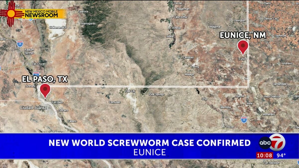 New Mexico ranchers prepare for New World screwworm impact