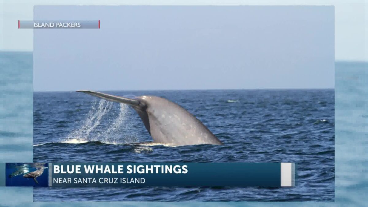 Island Packers’ Whale Watchers spot Blue Whales