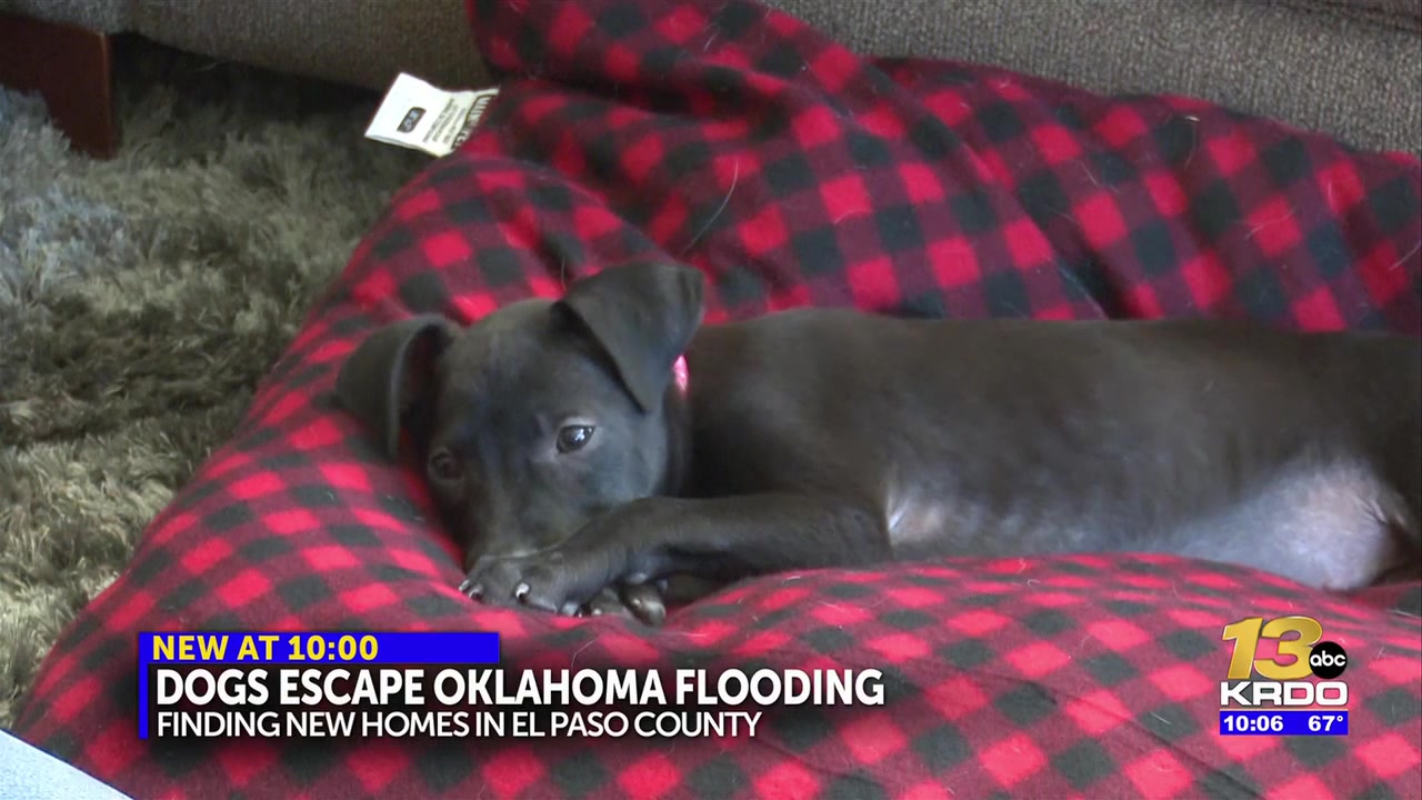 Colorado non-profit finds foster homes for 40 dogs after Oklahoma shelter floods
