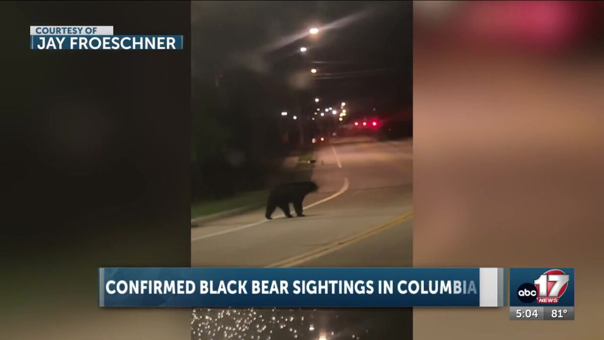 Confirmed black bear sightings in south Columbia