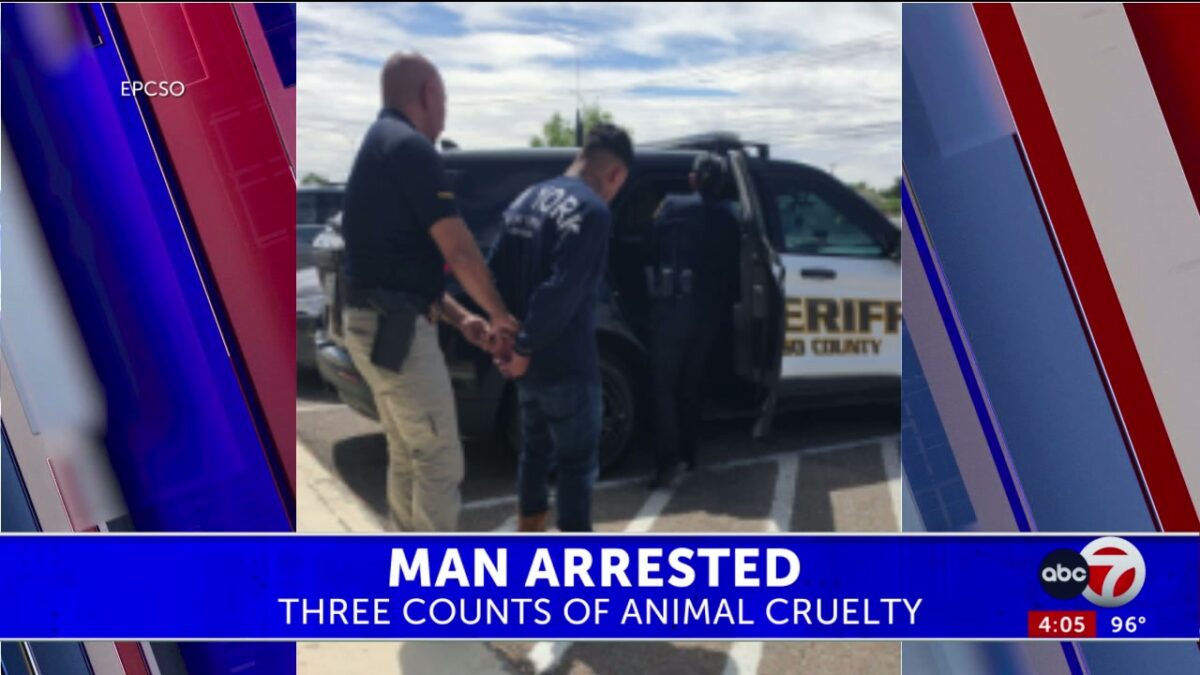 Deputies find 3 dogs in poor living conditions