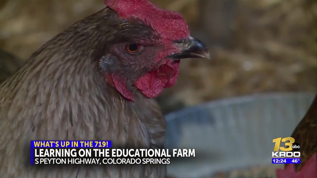 Educational farm teaches children and families about the country lifestyle
