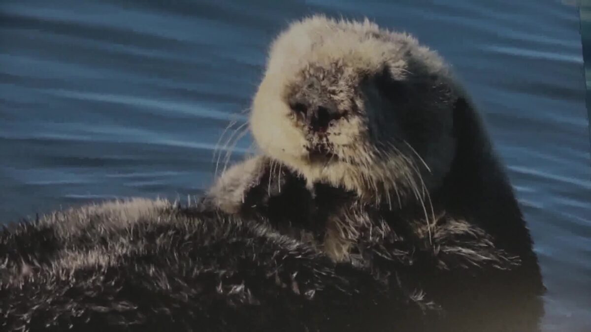 Snowy Plover & Southern Sea Otter Now Part of Santa Barbara Zoo Conservation Hub