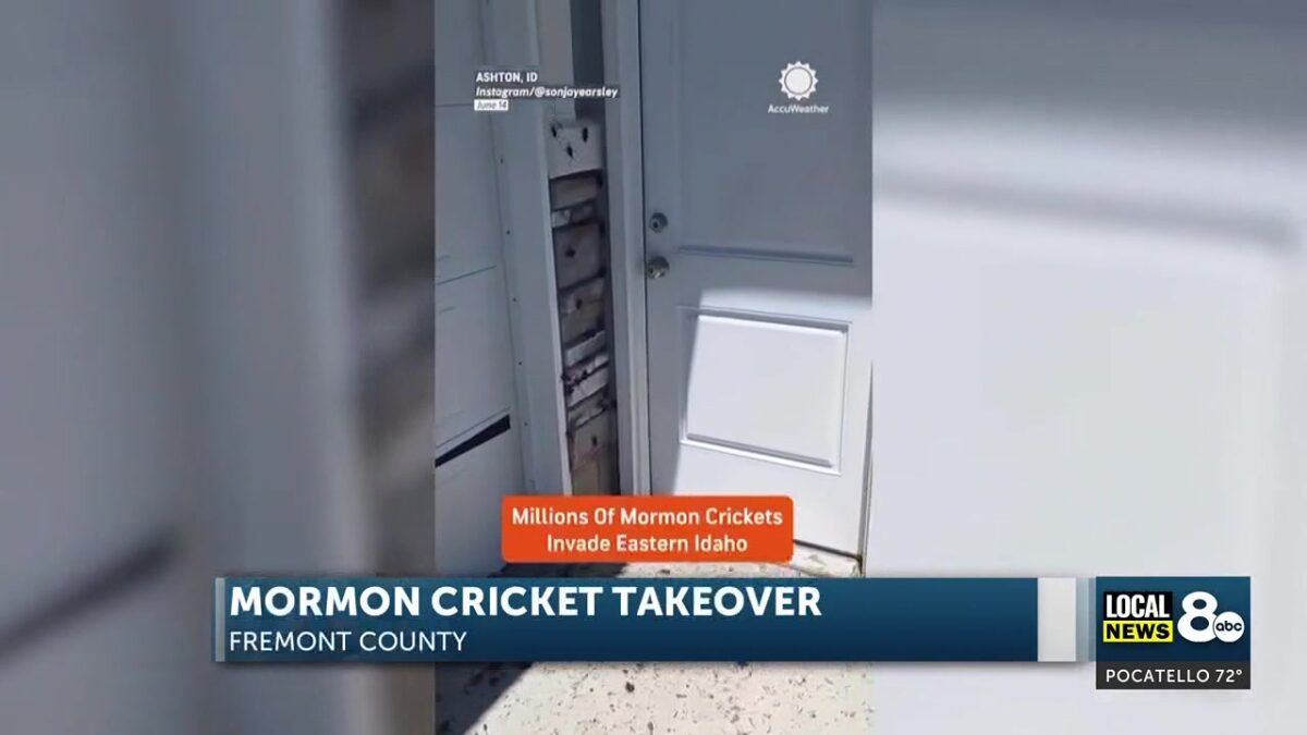 Mormon Crickets invade Fremont County