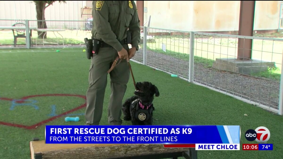 El Paso rescue dog becomes the first Border Patrol Critical Incident Response K9