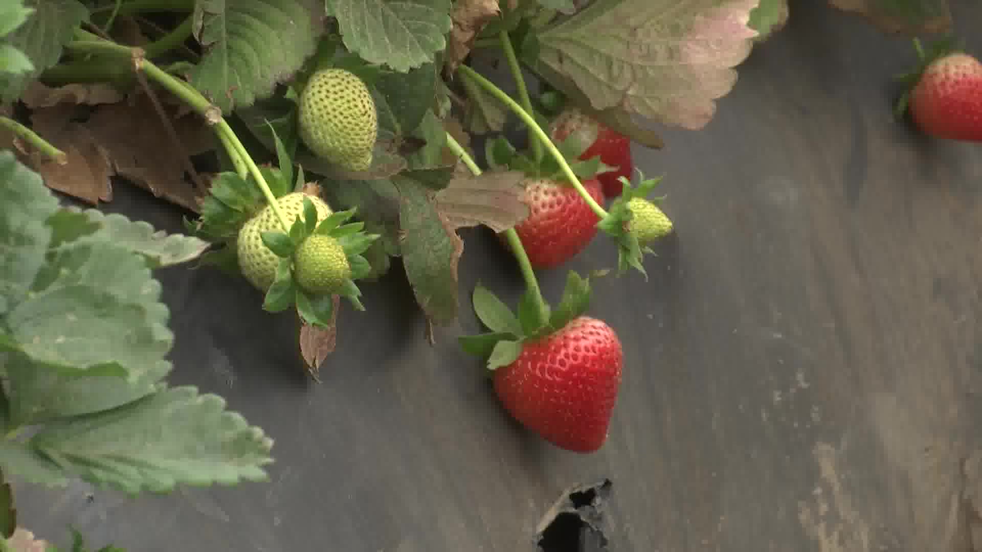 Strawberries Remain Santa Barbara County’s Top Crop in Annual Agriculture Report