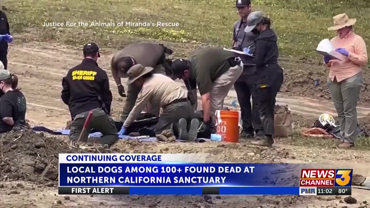 Shelter dogs from Coachella Valley among 100+ found dead at Northern California “no-kill” shelter