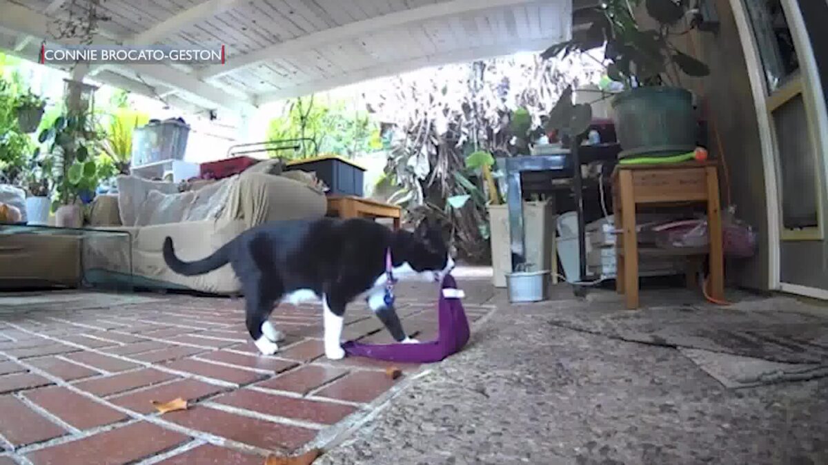 Juno The Klepto Kat celebrates “Kleptoversary”