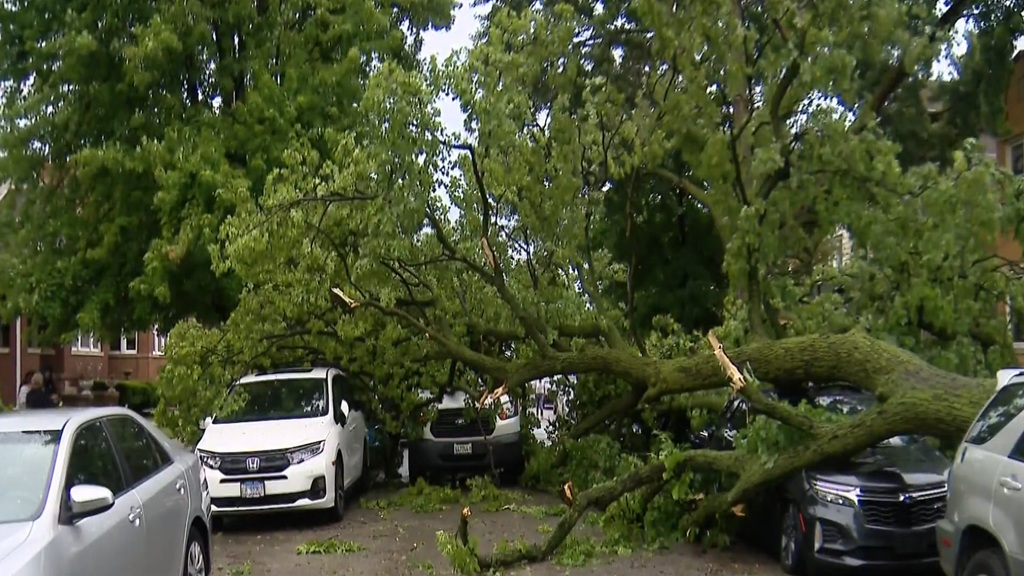 A scary scene in Portage Park after a massive tree fell on top of a van full of kids as strong storms swept the area on Wednesday afternoon.