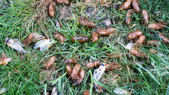 Why are cicadas so loud right now?