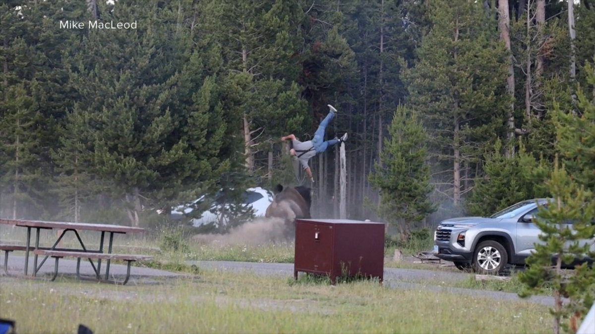 Grandfather recovering from surgery after bison attack at Yellowstone sent him flying