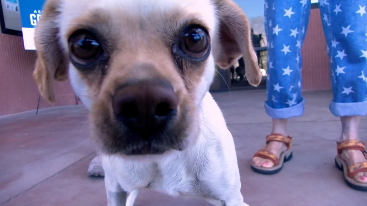 60 animals adopted from Palm Springs Animal Shelters Pet Adoption Fair