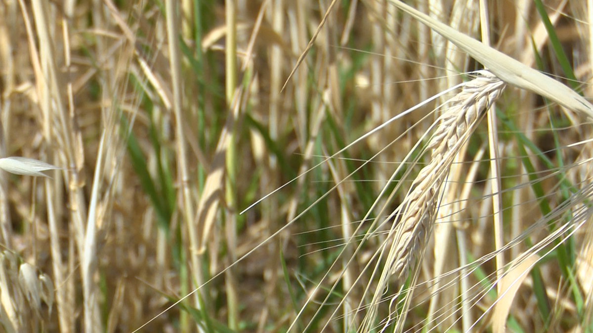 Idaho grain crops show resilience despite drought and pests