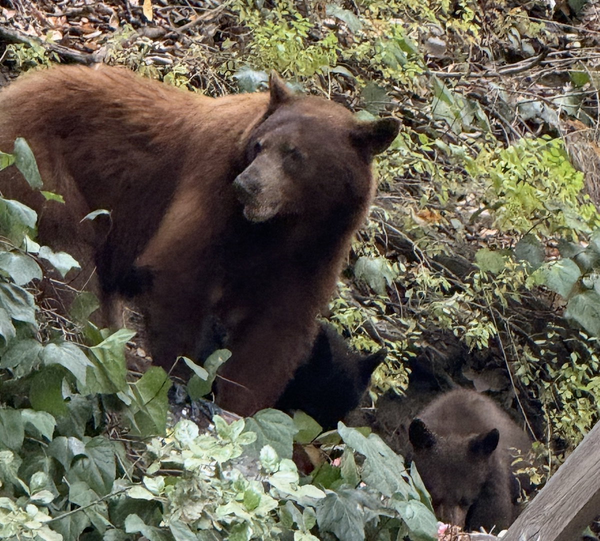Bear Sightings Becoming More Common but the Public has Given the Animals Space