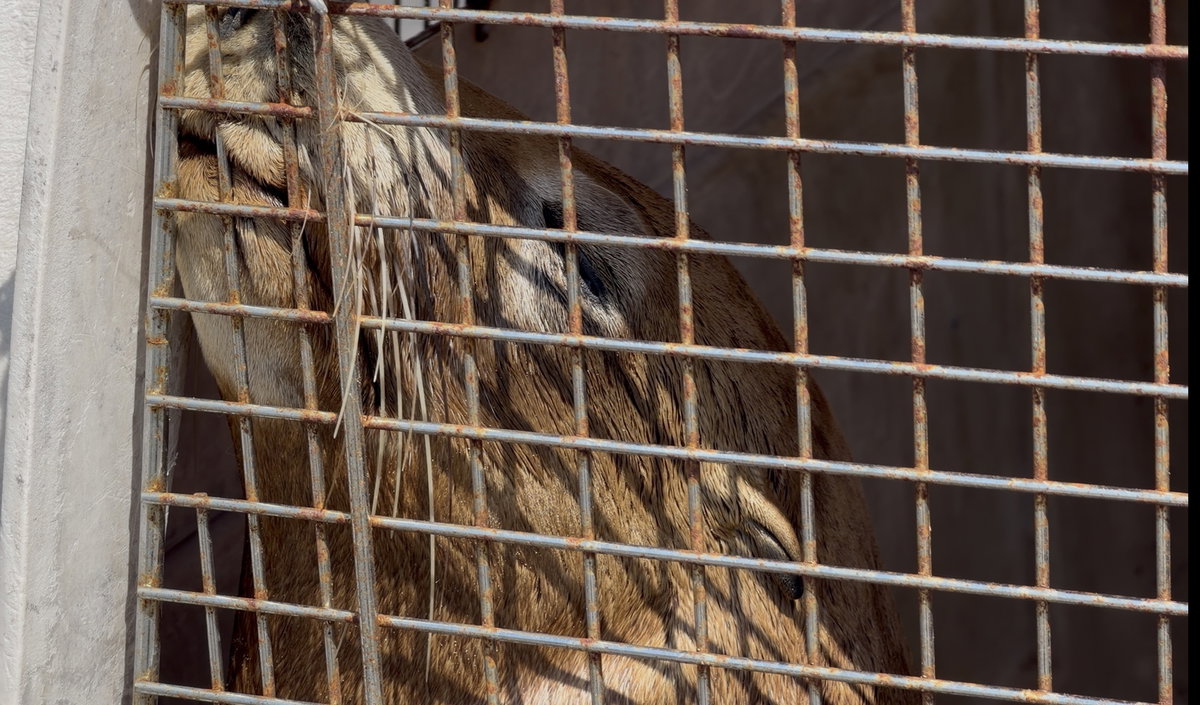 Heroic Marine Rescue Saves an Entangled Sea Lion in Santa Barbara Waters