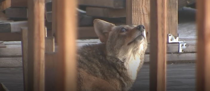 Residents nicknamed the vacant residential construction project at Romaine Street and North Spaulding Avenue -- which they say has been abandoned for three years -- the "coyote condo" after the animals moved into the property.
