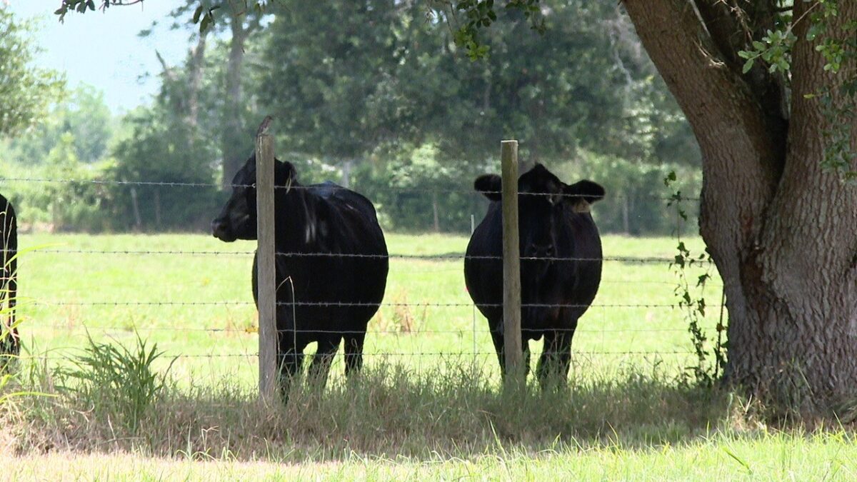 As extreme summer heat settles across South Louisiana