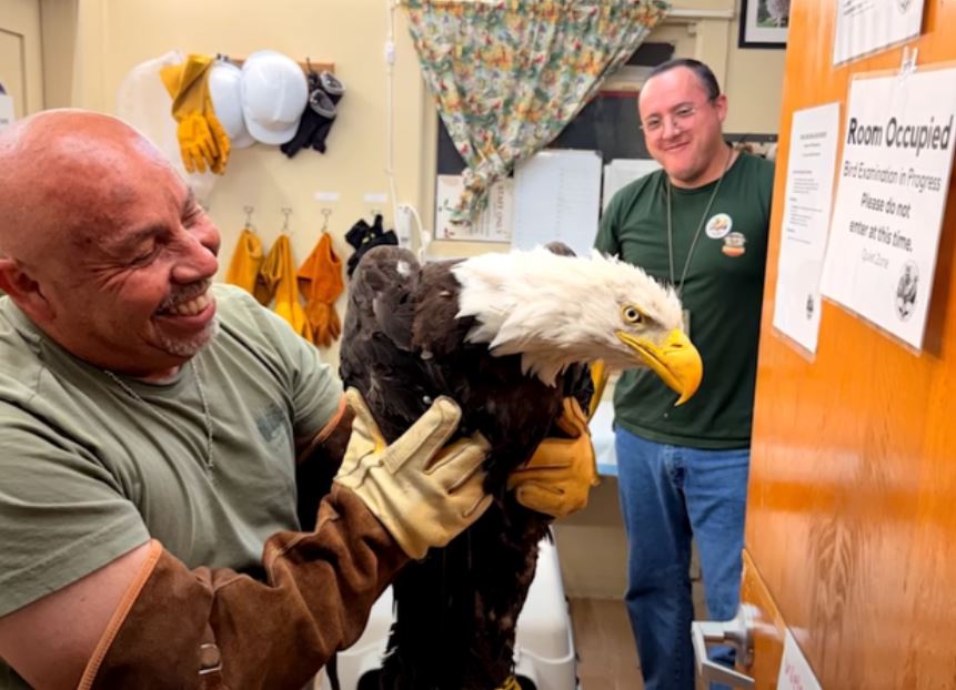 A member of the beloved Big Bear bald eagle family was rescued by wildlife officials after it was involved in a fight