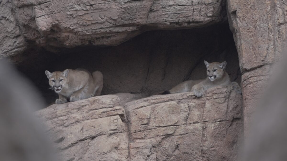 Two young brothers are getting used to a new home at the Arizona-Sonora Desert Museum. They're mountain lions