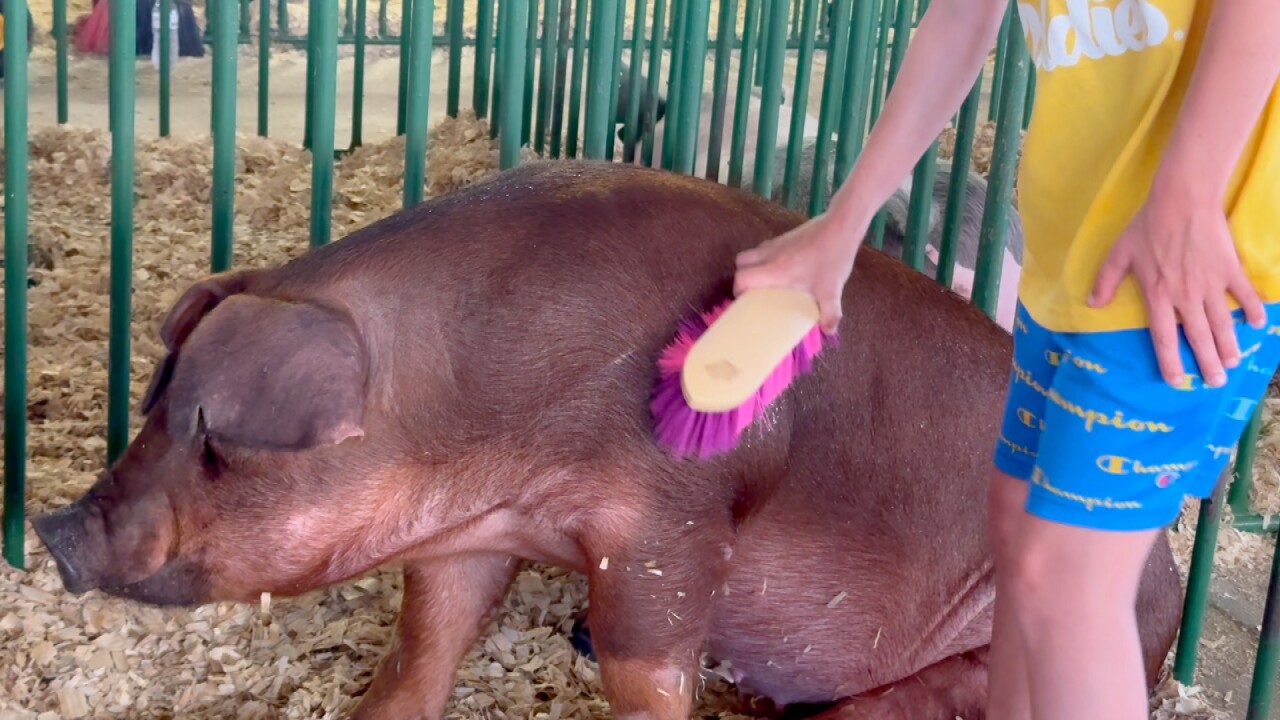FFA and 4-H members at WestFair gave youth with special needs the opportunity to meet and care for fair animals through a program called Bacon Buddies.