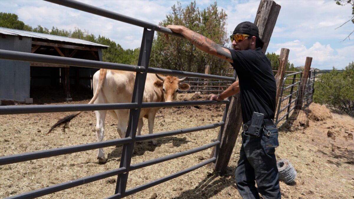 Cows