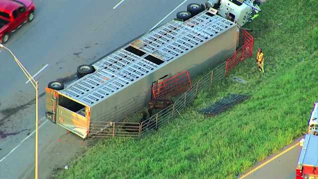 Authorities say multiple cattle died after a rollover crash early Tuesday morning in the westbound lanes of Interstate 40 near Tinker Air Force Base.