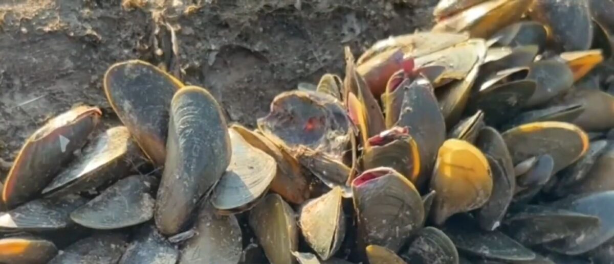 The Yolo County Board of Supervisors on Tuesday approved a local state of emergency declaration in response to the invasive golden mussel species.