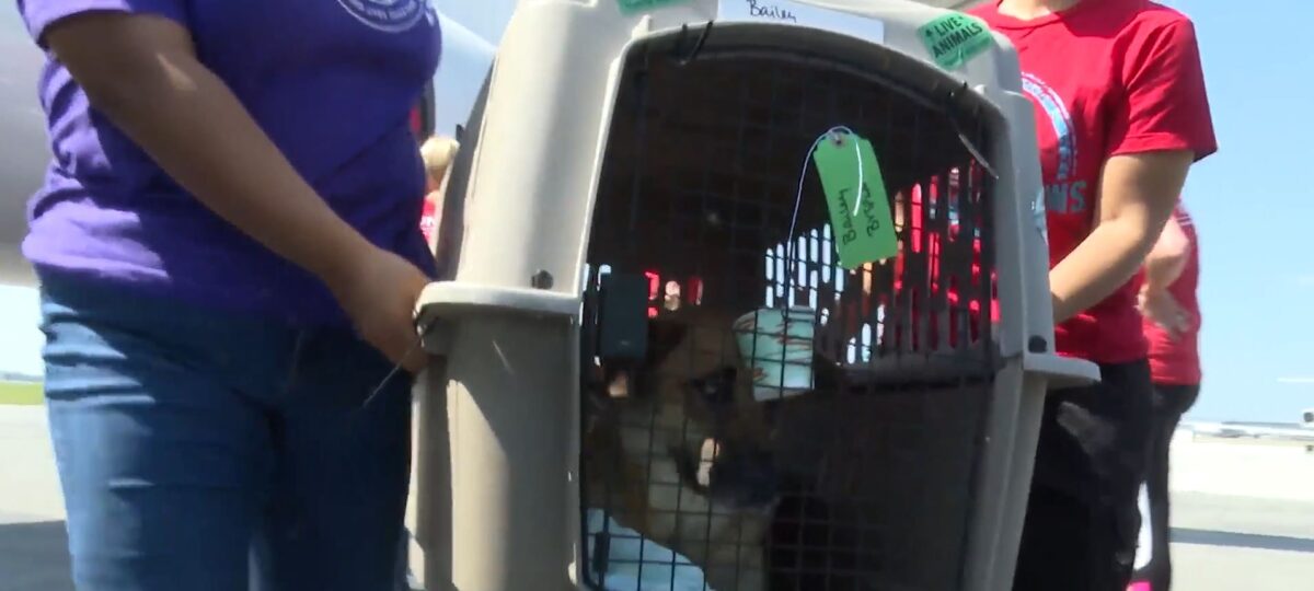 Two Philadelphia-area rescue groups are answering the call to help by taking in more than 30 animals from Texas