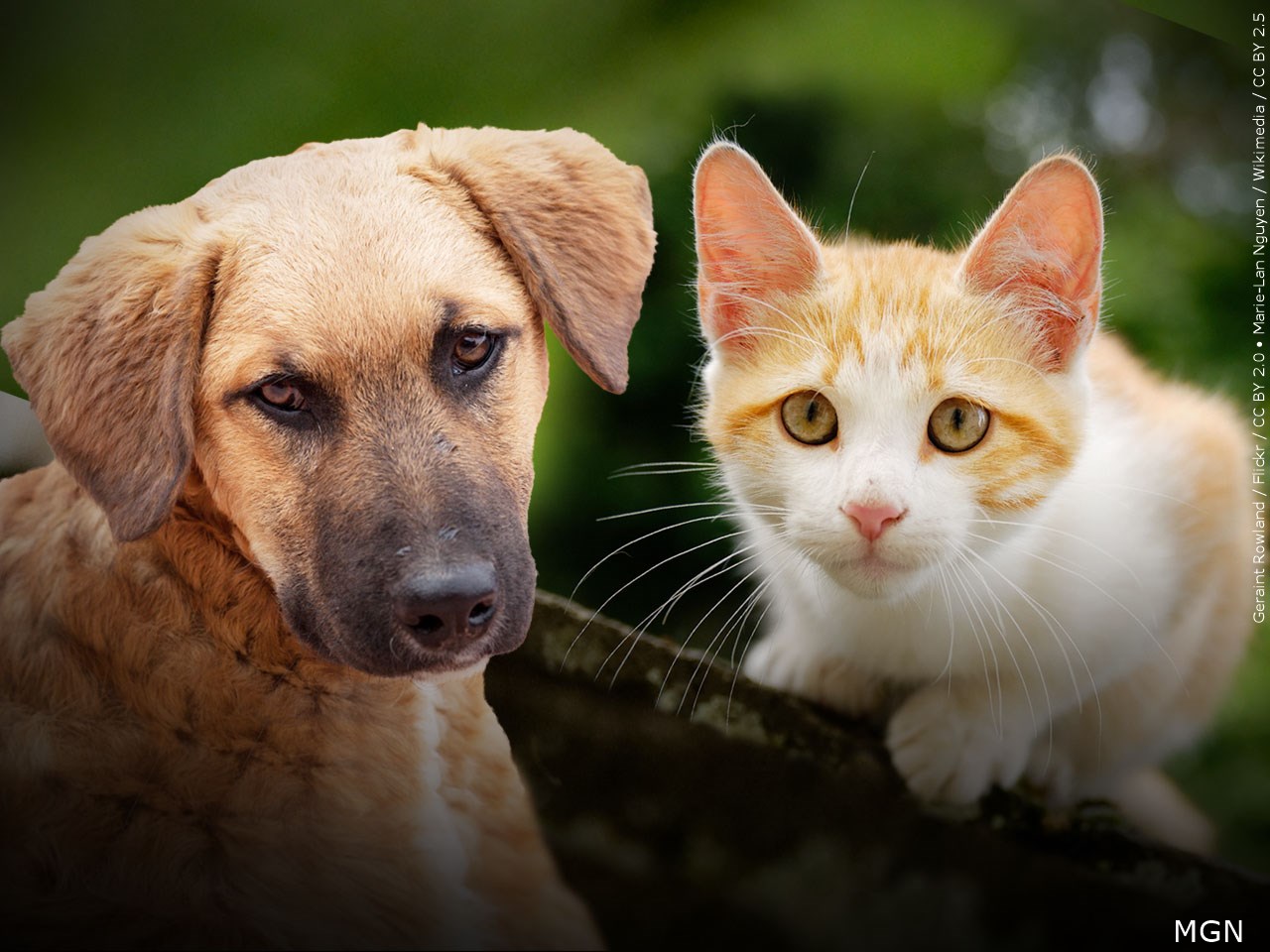 Doña Ana County Animal Control to host free spay and neuter clinics starting July 20