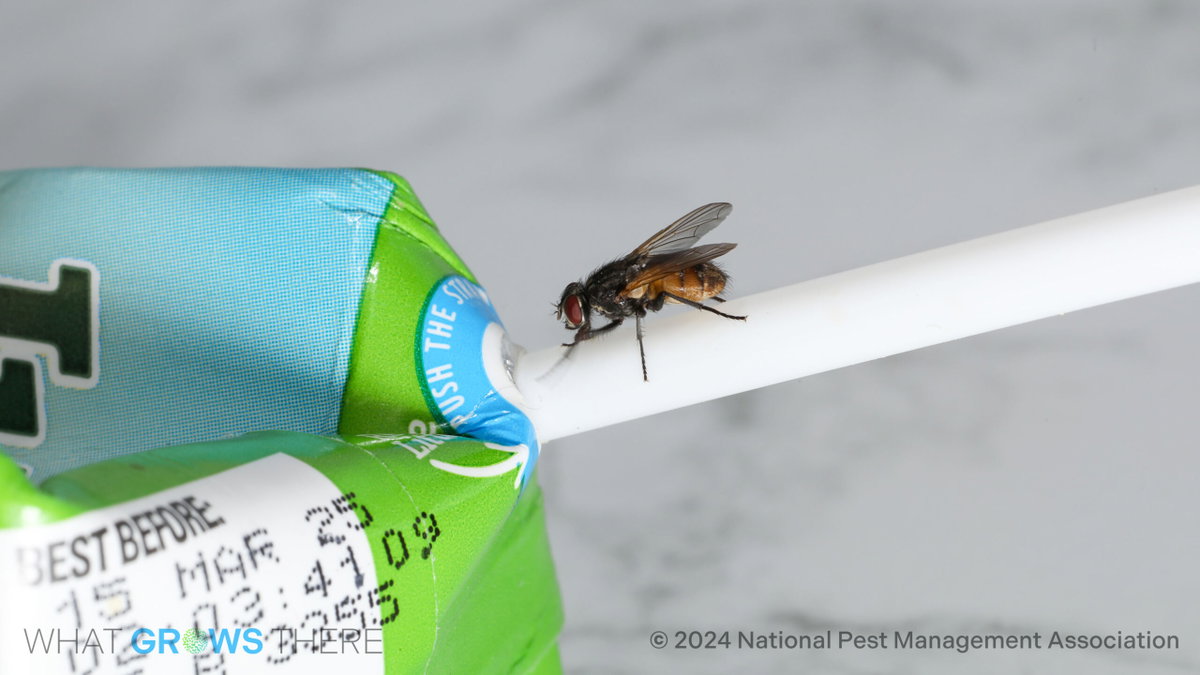 House flies: A common yet underestimated public health threat