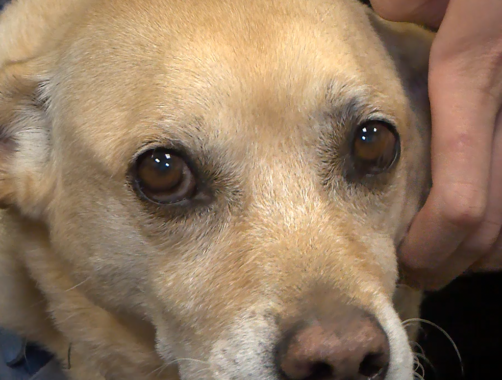 Dog who survived abuse now a service animal at El Paso DA’s office