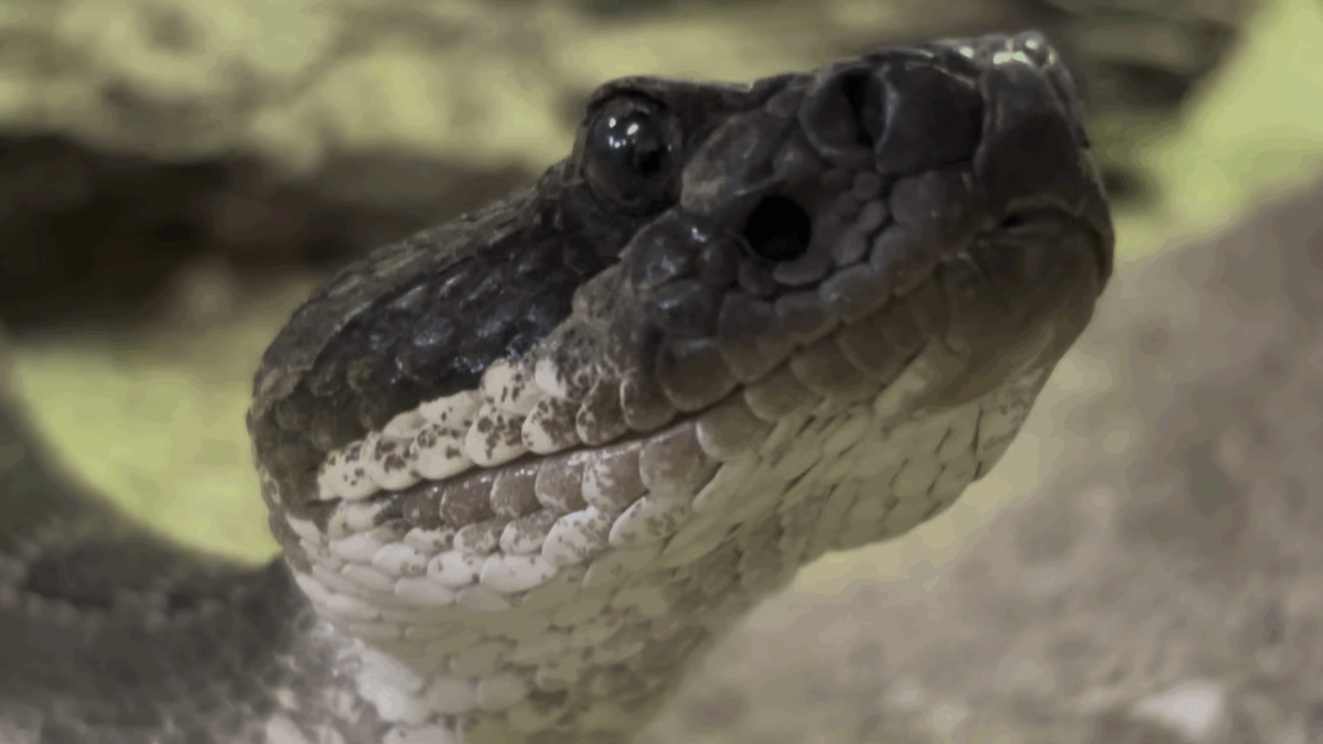 Rattlesnake activity increasing on desert trails
