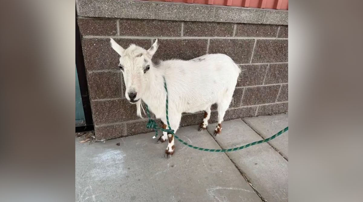 Update: Lost Goat Reunited with Terrebonne Family