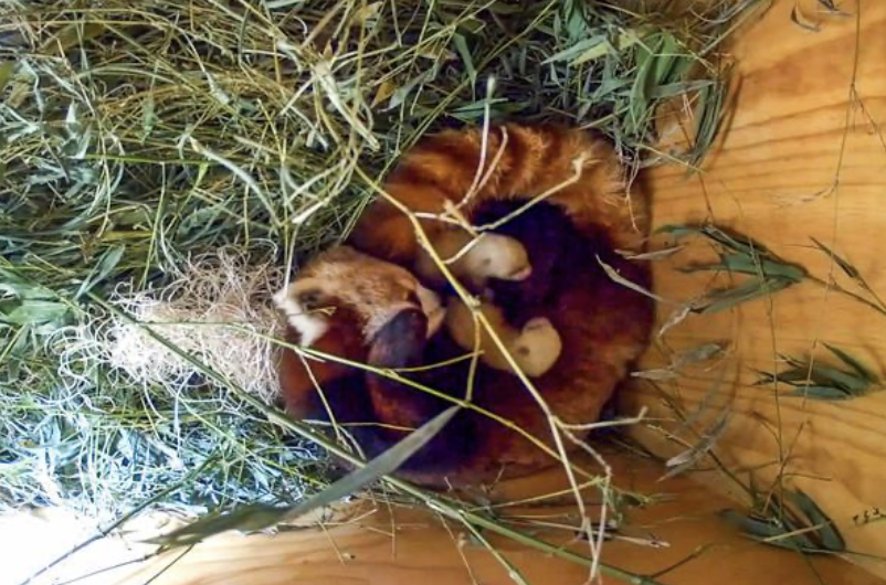 Santa Barbara Zoo Welcomes Two Red Panda Cubs