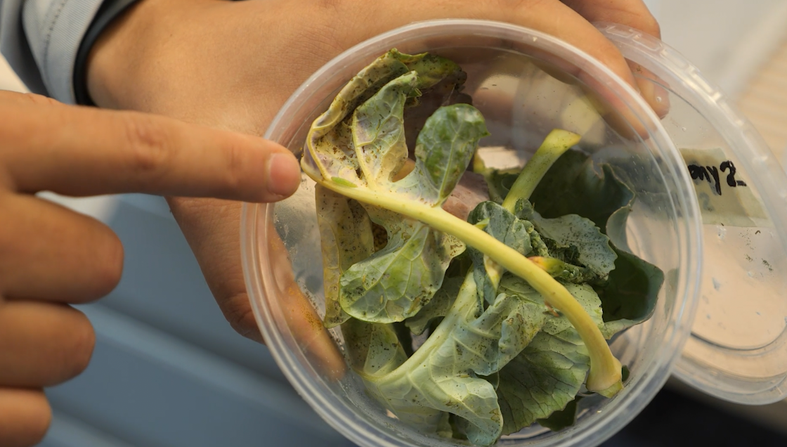Yuma researchers fight resurgence of destructive crop pest