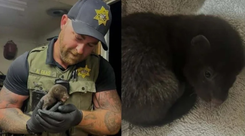 Sonoma County Animal Services said its officers responded to the resident's call and discovered that the otter was actually a tiny baby American mink. Both minks and otters are mustelids
