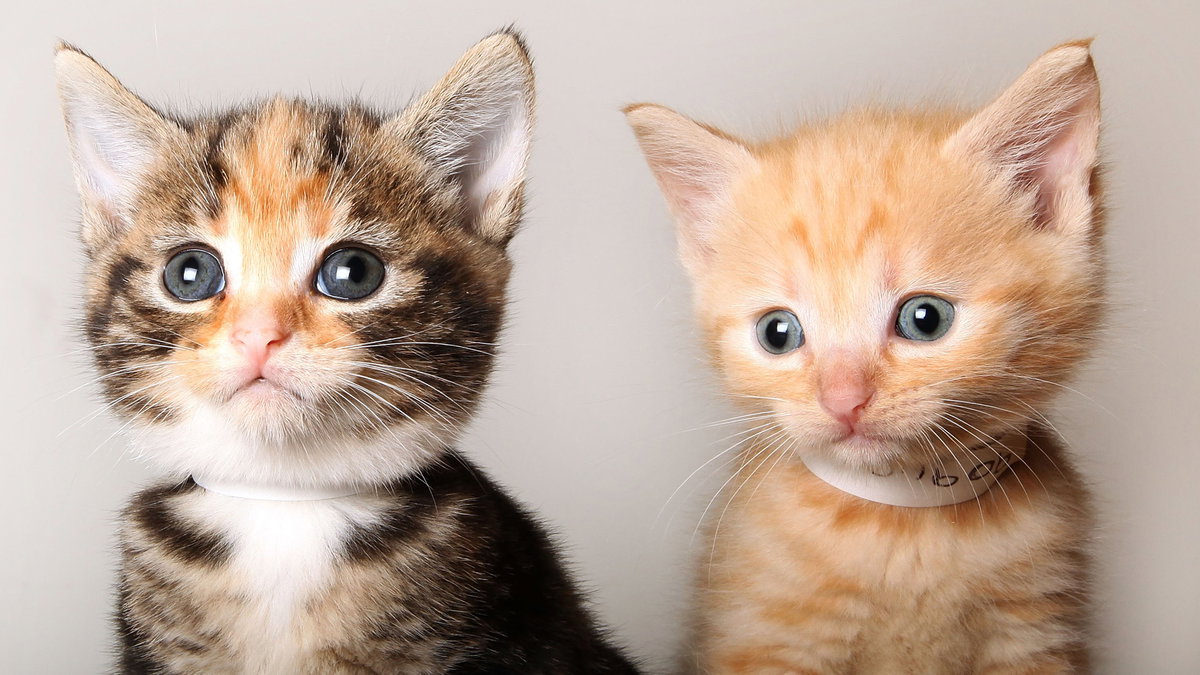 Palm Springs Animal Shelter outbreak