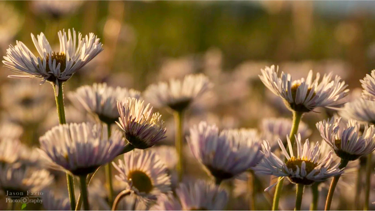 Local photographer creates ‘wildflower project’ to help people explore Colorado’s native flowers