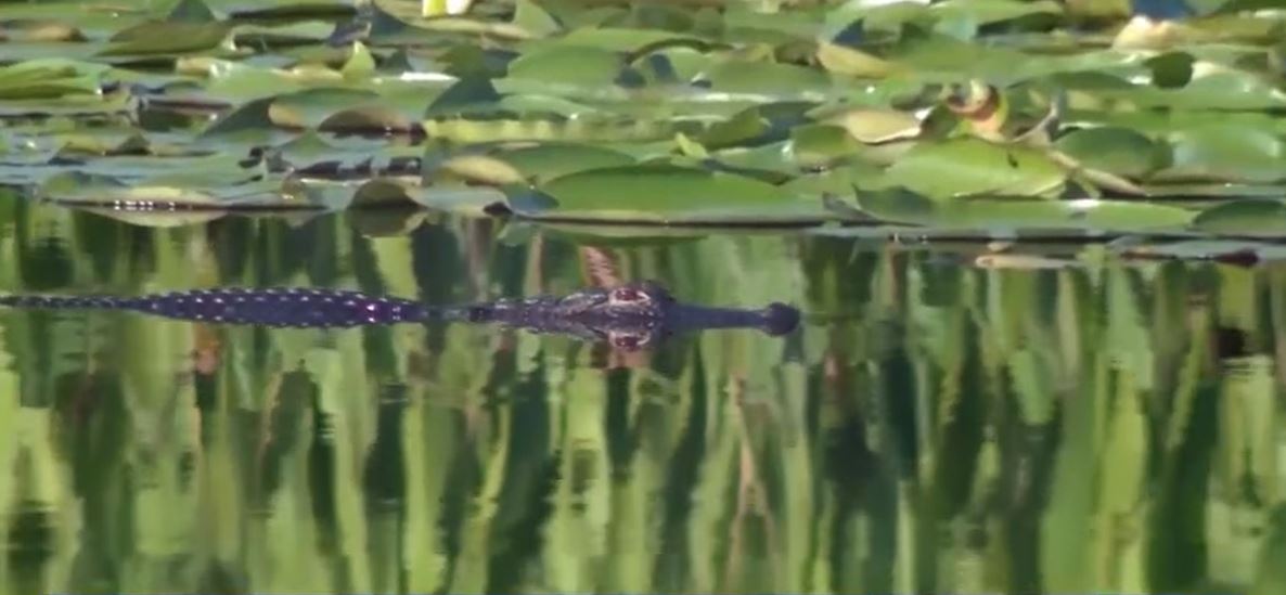 An 11-year-old boy is recovering at home in Pennsylvania after an alligator attack in Marion County that resulted in the amputation of his right hand