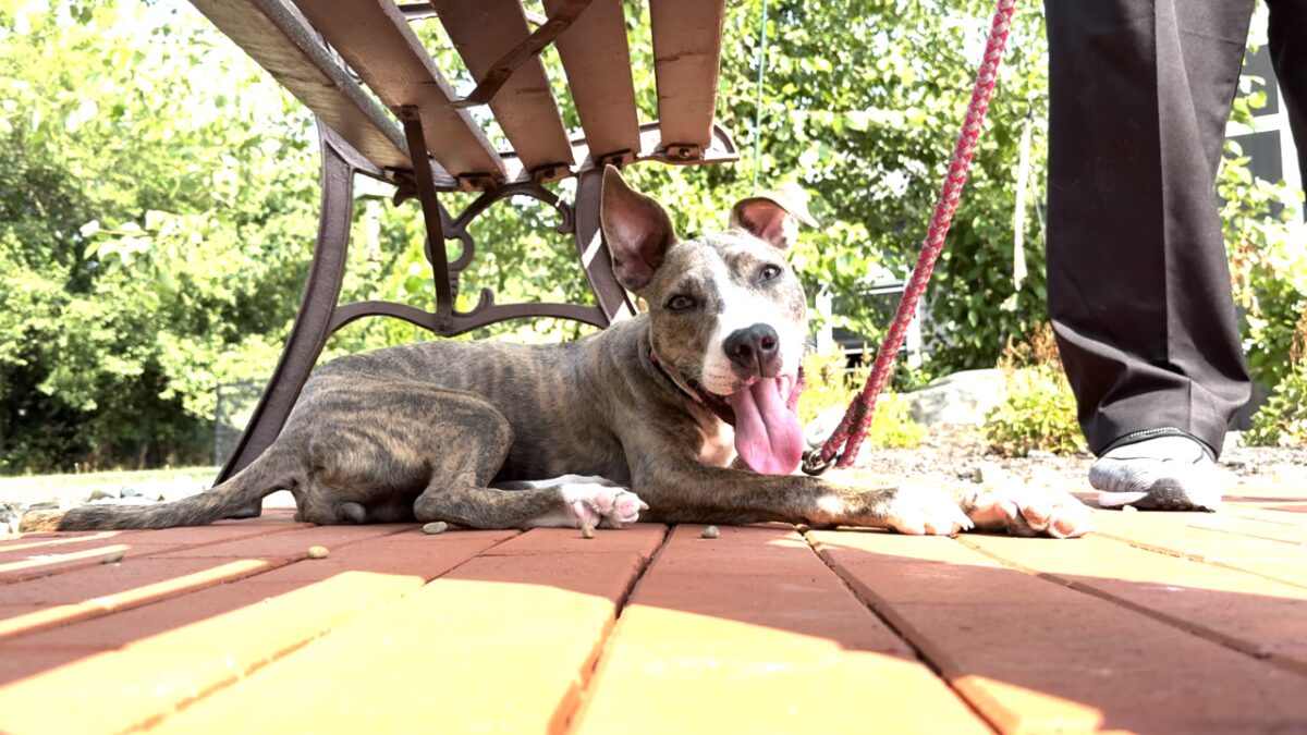 A 4-month-old puppy allegedly thrown from a third-story window on July 6 is recovering well