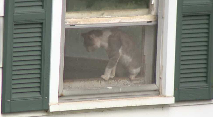 Volunteers from Castaway Critters rescued several cats and kittens from what they described as a hoarding situation in York County.