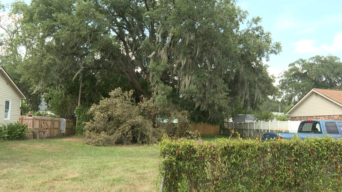 A centuries-old live oak in Thunderbolt has become the center of a dispute between neighbors who want to save it and a property owner who neighbors say wants to develop the land.