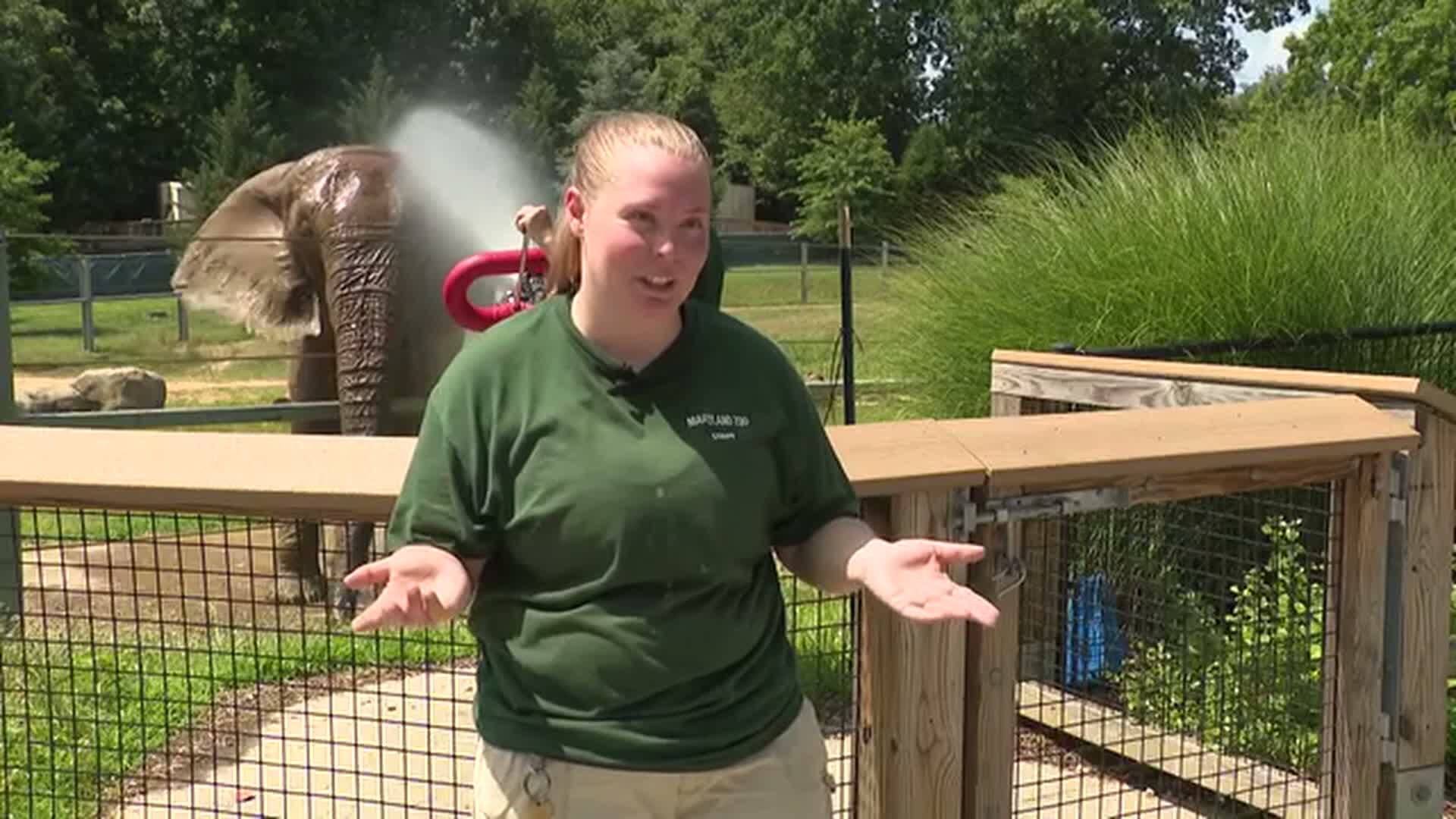 The Maryland Zoo is home to more than 50 different species of animals from all over the world. While some of them are used to extreme heat