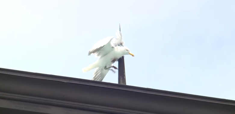 Efforts to try and save a seagull that was stuck on the roof of the Victoria Mansion in Portland were not successful.